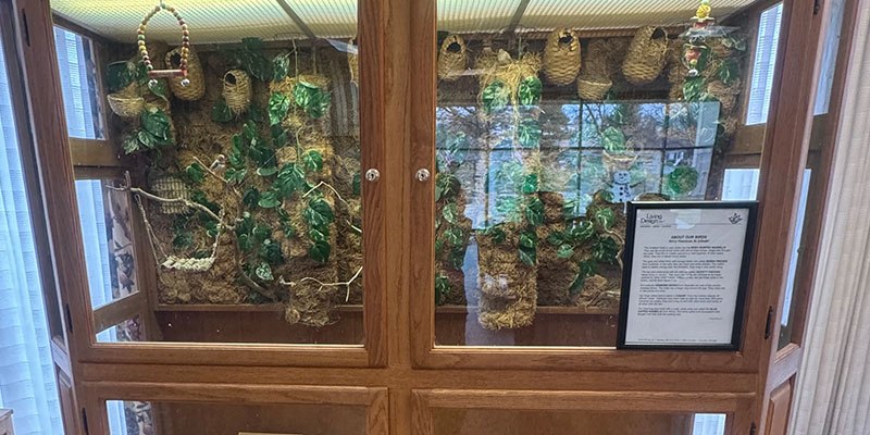 Large wooden display case with plants and bird nests.